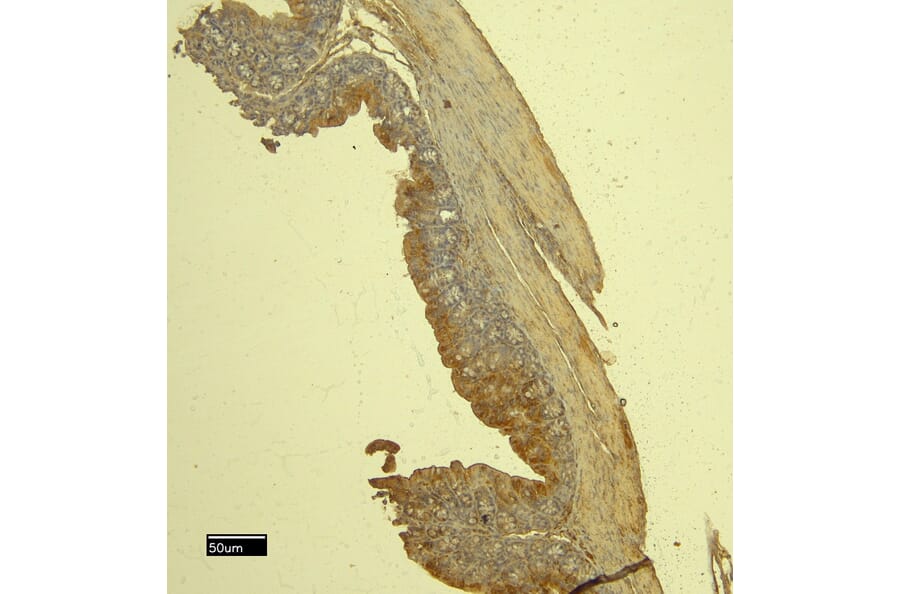 Immunohistochemistry - Anti-mMCP-4 Antibody (A84640) - Antibodies.com