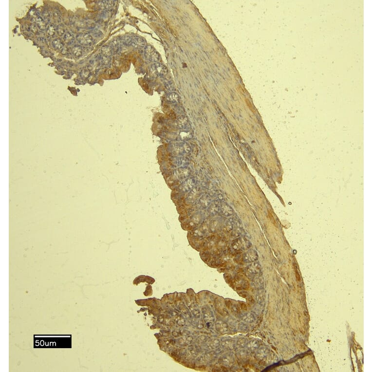 Immunohistochemistry - Anti-mMCP-4 Antibody (A84640) - Antibodies.com