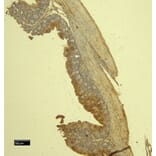 Immunohistochemistry - Anti-mMCP-4 Antibody (A84640) - Antibodies.com