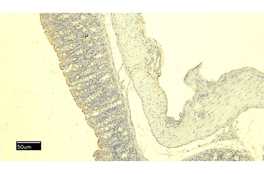 Immunohistochemistry - Anti-mMCP-4 Antibody (A84640) - Antibodies.com