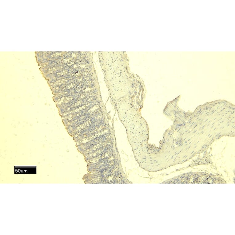 Immunohistochemistry - Anti-mMCP-4 Antibody (A84640) - Antibodies.com