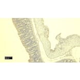 Immunohistochemistry - Anti-mMCP-4 Antibody (A84640) - Antibodies.com