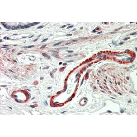 Immunohistochemistry - Anti-THBS3 Antibody (A84641) - Antibodies.com