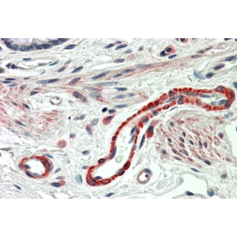 Immunohistochemistry - Anti-THBS3 Antibody (A84641) - Antibodies.com