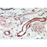 Immunohistochemistry - Anti-THBS3 Antibody (A84641) - Antibodies.com