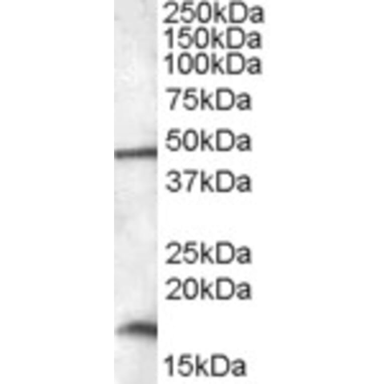 Western Blot - Anti-RBM3 Antibody (A84642) - Antibodies.com