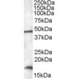 Western Blot - Anti-RBM3 Antibody (A84642) - Antibodies.com