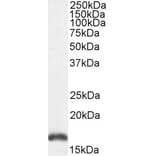 Western Blot - Anti-PBR Antibody (A84643) - Antibodies.com