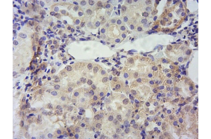 Immunohistochemistry - Anti-PBR Antibody (A84643) - Antibodies.com