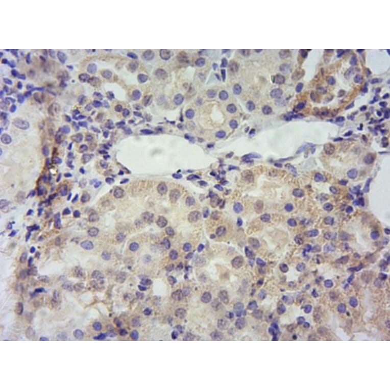 Immunohistochemistry - Anti-PBR Antibody (A84643) - Antibodies.com