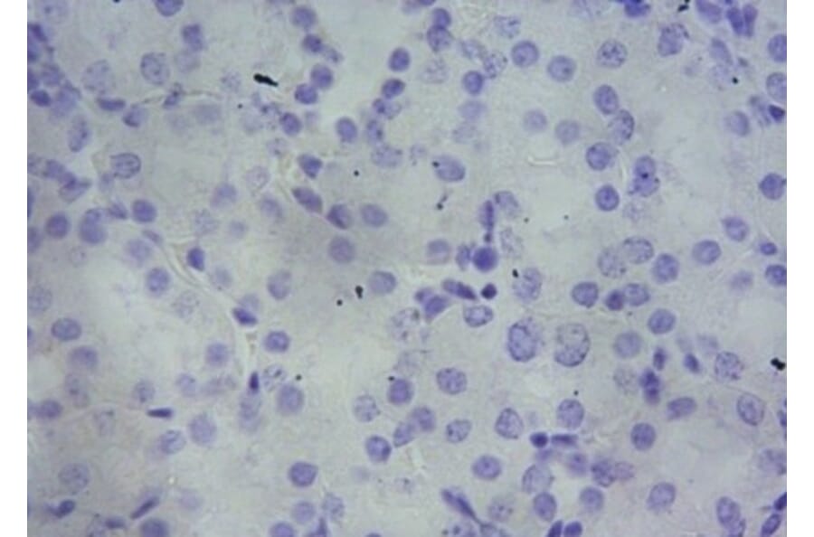 Immunohistochemistry - Anti-PBR Antibody (A84643) - Antibodies.com