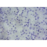 Immunohistochemistry - Anti-PBR Antibody (A84643) - Antibodies.com