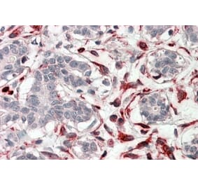 Immunohistochemistry - Anti-CXXC4 Antibody (A84647) - Antibodies.com