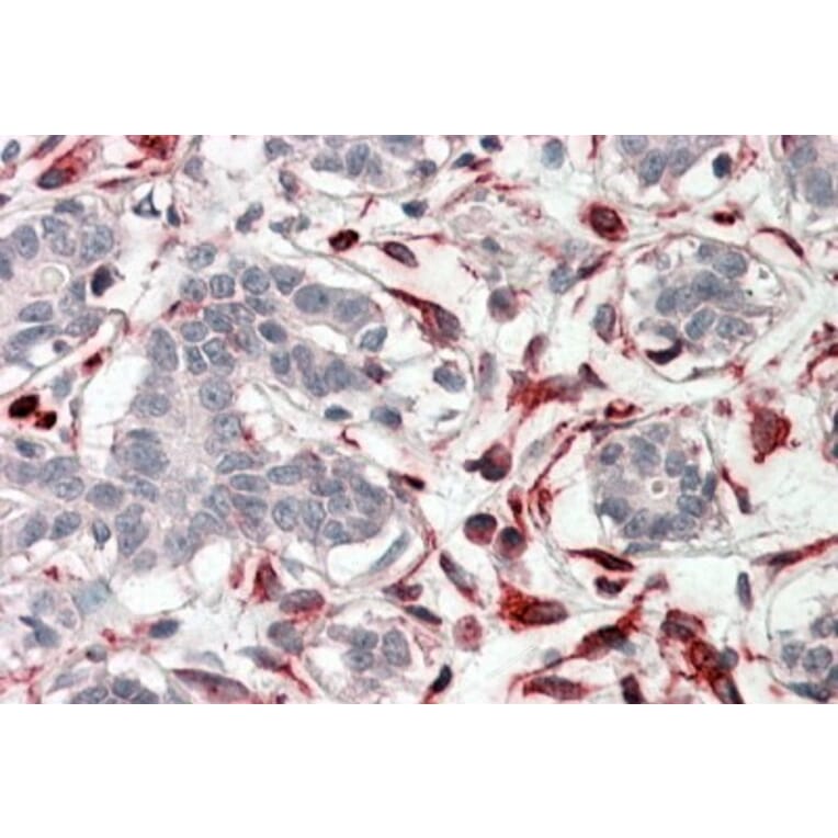 Immunohistochemistry - Anti-CXXC4 Antibody (A84647) - Antibodies.com