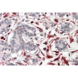 Immunohistochemistry - Anti-CXXC4 Antibody (A84647) - Antibodies.com
