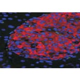 Immunofluorescence - Anti-UNC5C Antibody (A84649) - Antibodies.com