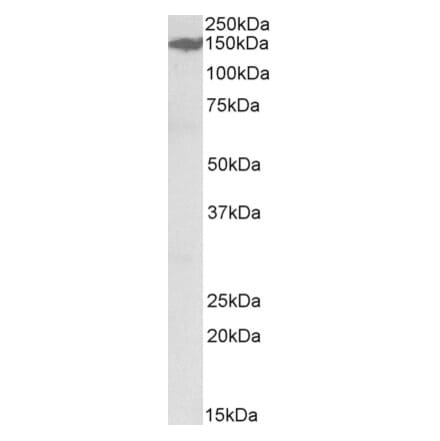Western Blot - Anti-MAST3 Antibody (A84650) - Antibodies.com