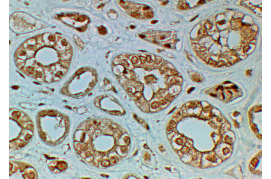 Immunohistochemistry - Anti-Frizzled 4 Antibody (A84651) - Antibodies.com