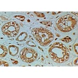 Immunohistochemistry - Anti-Frizzled 4 Antibody (A84651) - Antibodies.com