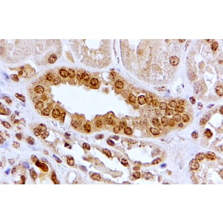 Immunohistochemistry - Anti-Aryl Hydrocarbon Receptor Antibody (A84652) - Antibodies.com