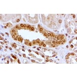 Immunohistochemistry - Anti-Aryl Hydrocarbon Receptor Antibody (A84652) - Antibodies.com