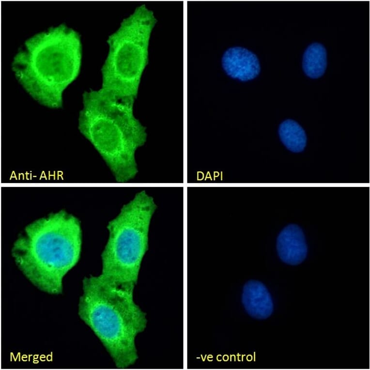 Immunofluorescence - Anti-Aryl Hydrocarbon Receptor Antibody (A84652) - Antibodies.com