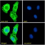 Immunofluorescence - Anti-Aryl Hydrocarbon Receptor Antibody (A84652) - Antibodies.com