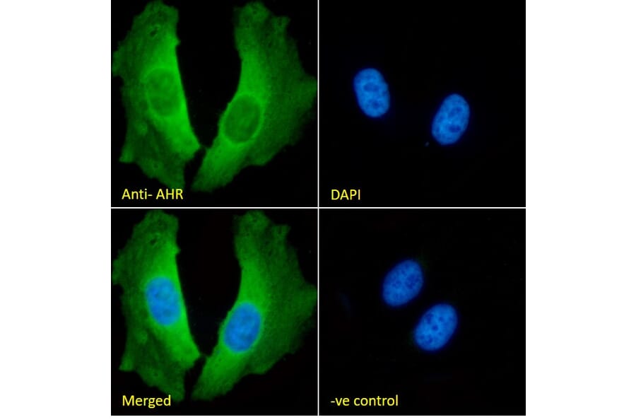 Immunofluorescence - Anti-Aryl Hydrocarbon Receptor Antibody (A84652) - Antibodies.com