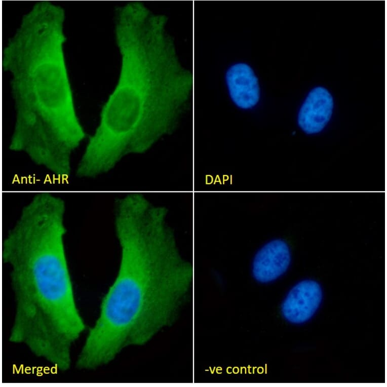 Immunofluorescence - Anti-Aryl Hydrocarbon Receptor Antibody (A84652) - Antibodies.com