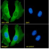 Immunofluorescence - Anti-Aryl Hydrocarbon Receptor Antibody (A84652) - Antibodies.com