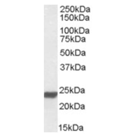 Western Blot - Anti-HMG4 Antibody (A84653) - Antibodies.com