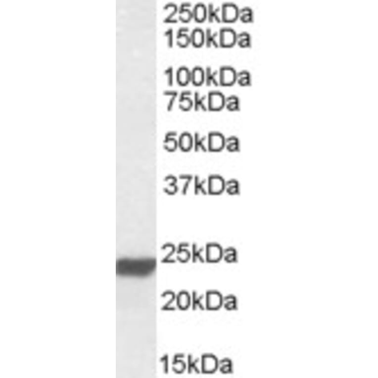 Western Blot - Anti-HMG4 Antibody (A84653) - Antibodies.com