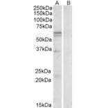 Western Blot - Anti-SLC7A5/LAT1 Antibody (A84654) - Antibodies.com