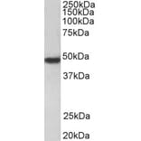 Western Blot - Anti-PAR1/Thrombin Receptor Antibody (A84655) - Antibodies.com