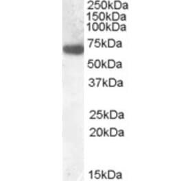 Western Blot - Anti-GCKR Antibody (A84656) - Antibodies.com