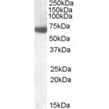 Western Blot - Anti-GCKR Antibody (A84656) - Antibodies.com