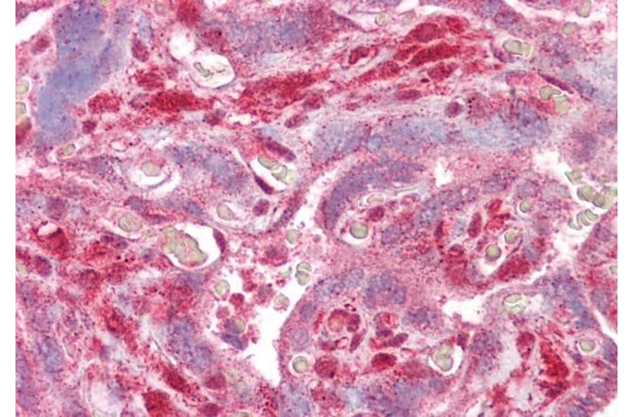 Immunohistochemistry - Anti-Dlx5 Antibody (A84658) - Antibodies.com