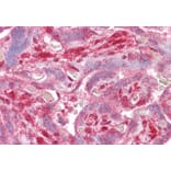 Immunohistochemistry - Anti-Dlx5 Antibody (A84658) - Antibodies.com