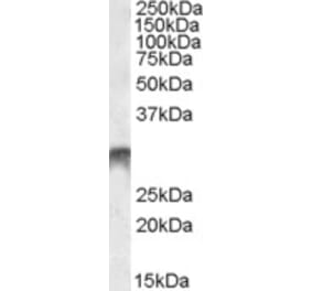 Western Blot - Anti-DLX5 Antibody (A84658) - Antibodies.com