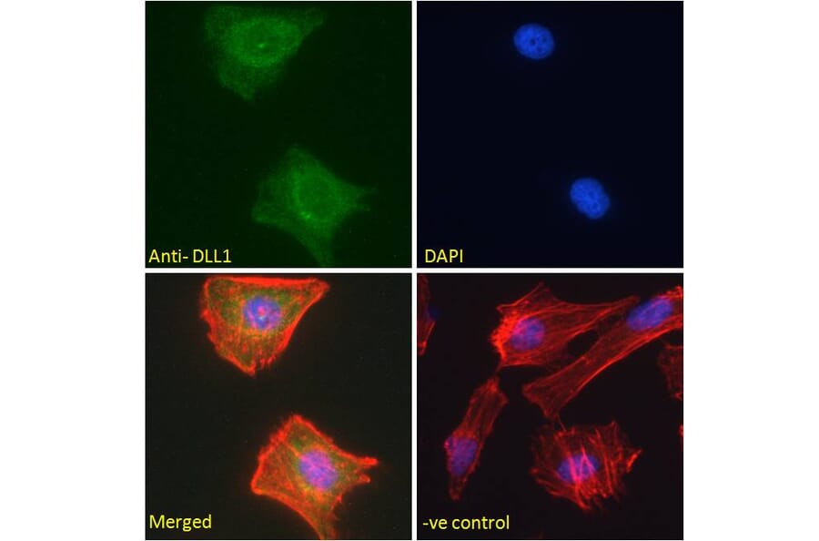 Immunofluorescence - Anti-DLL1 Antibody (A84659) - Antibodies.com