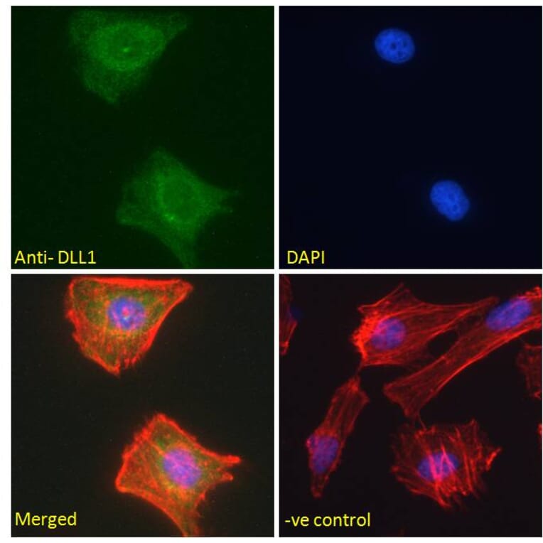 Immunofluorescence - Anti-DLL1 Antibody (A84659) - Antibodies.com