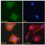 Immunofluorescence - Anti-DLL1 Antibody (A84659) - Antibodies.com