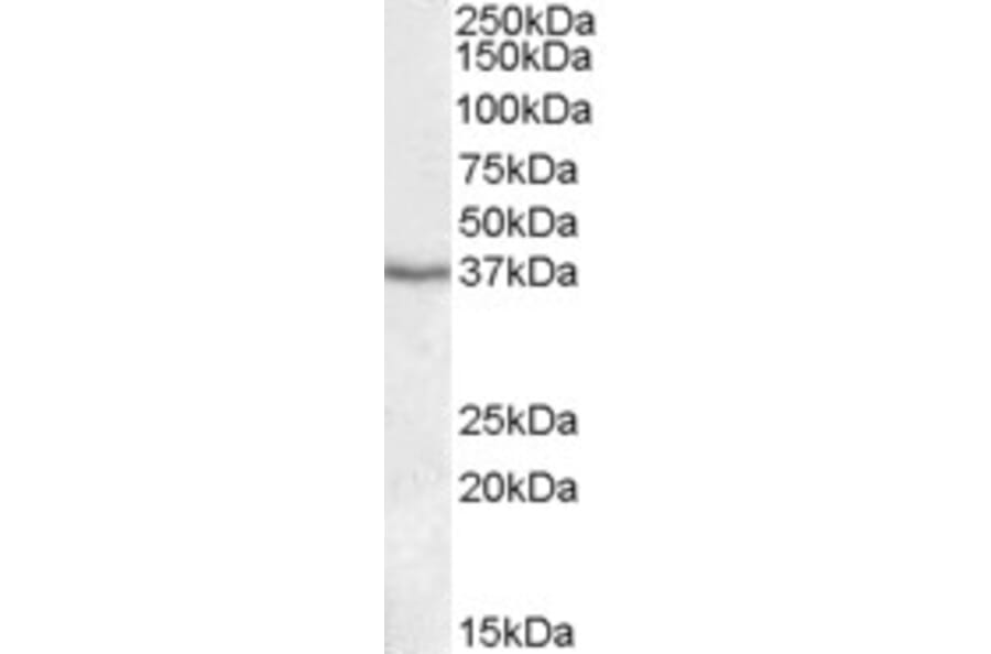 Western Blot - Anti-PON1 Antibody (A84660) - Antibodies.com