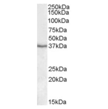 Western Blot - Anti-PON1 Antibody (A84660) - Antibodies.com