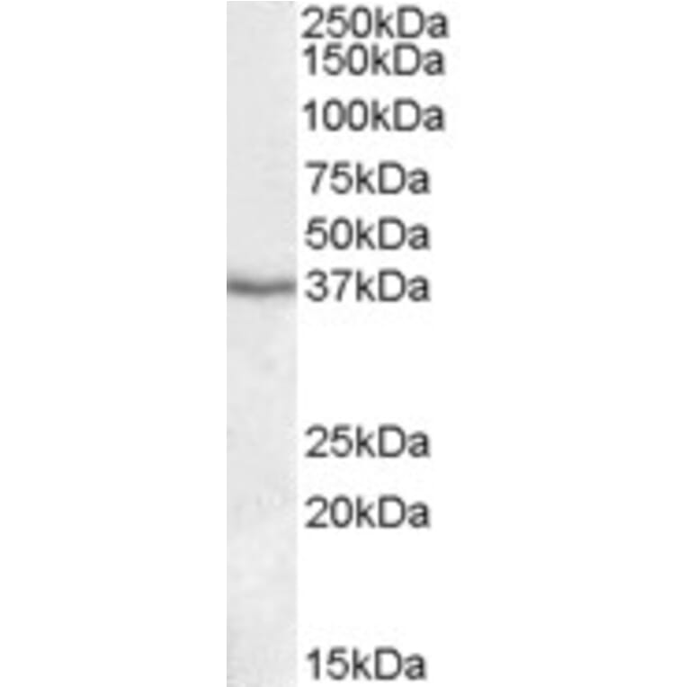 Western Blot - Anti-PON1 Antibody (A84660) - Antibodies.com