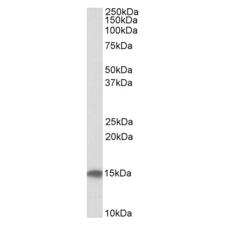 Western Blot - Anti-Cystatin C Antibody (A84661) - Antibodies.com