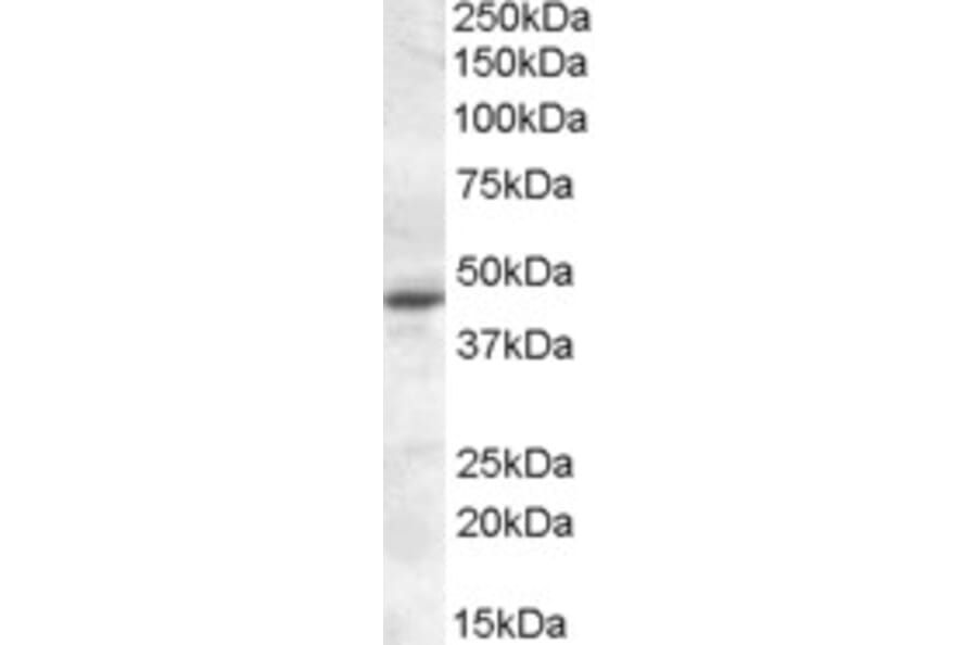 Western Blot - Anti-Melatonin Receptor 1A/MTNR1A Antibody (A84662) - Antibodies.com