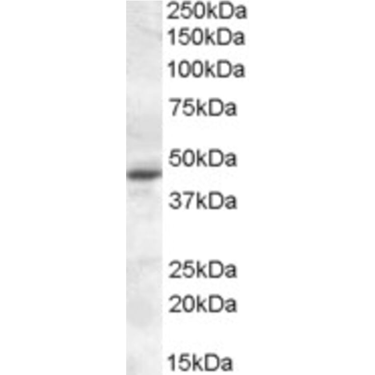 Western Blot - Anti-Melatonin Receptor 1A/MTNR1A Antibody (A84662) - Antibodies.com