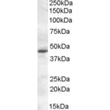Western Blot - Anti-Melatonin Receptor 1A/MTNR1A Antibody (A84662) - Antibodies.com