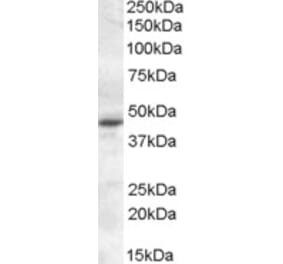 Western Blot - Anti-MTNR1A Antibody (A84662) - Antibodies.com
